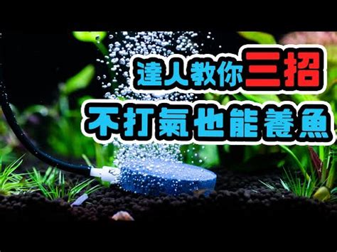 氧氣珠養魚|養魚新手入門：12個教學讓你養魚一次上手（新手必讀）